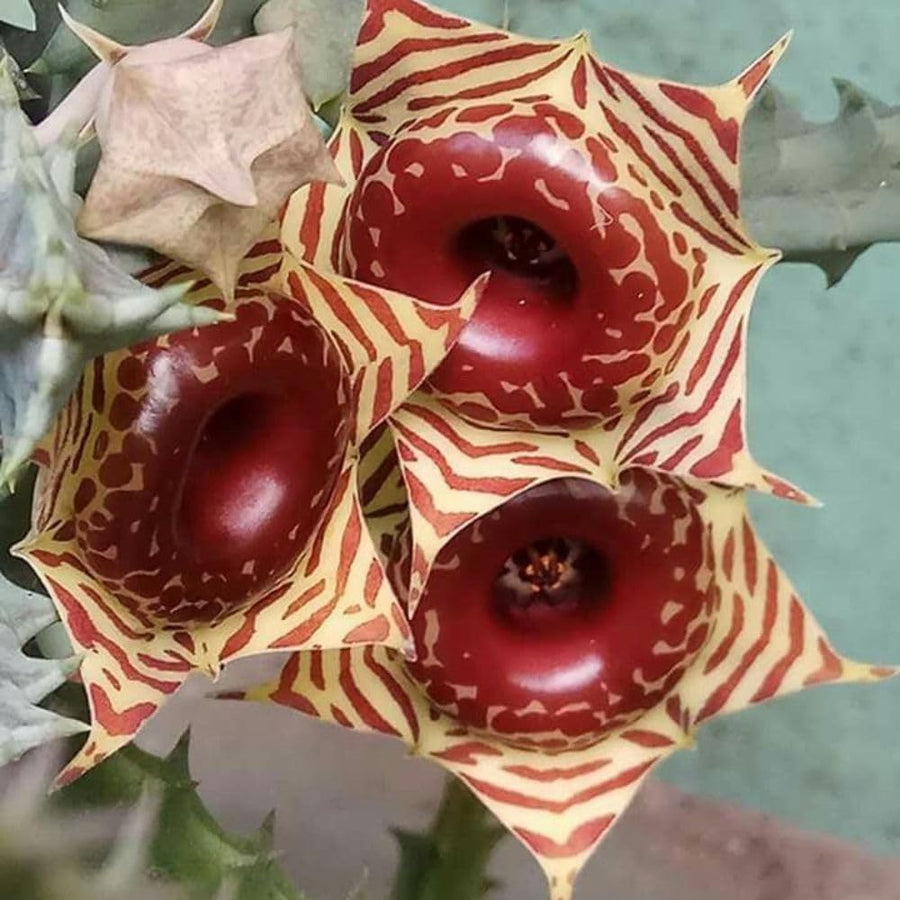 2 Starfish Cactus Plant 2 Inc Pot, Cactus Succulent Well Rooted 4-8 Inch Tall for Indoor Planting