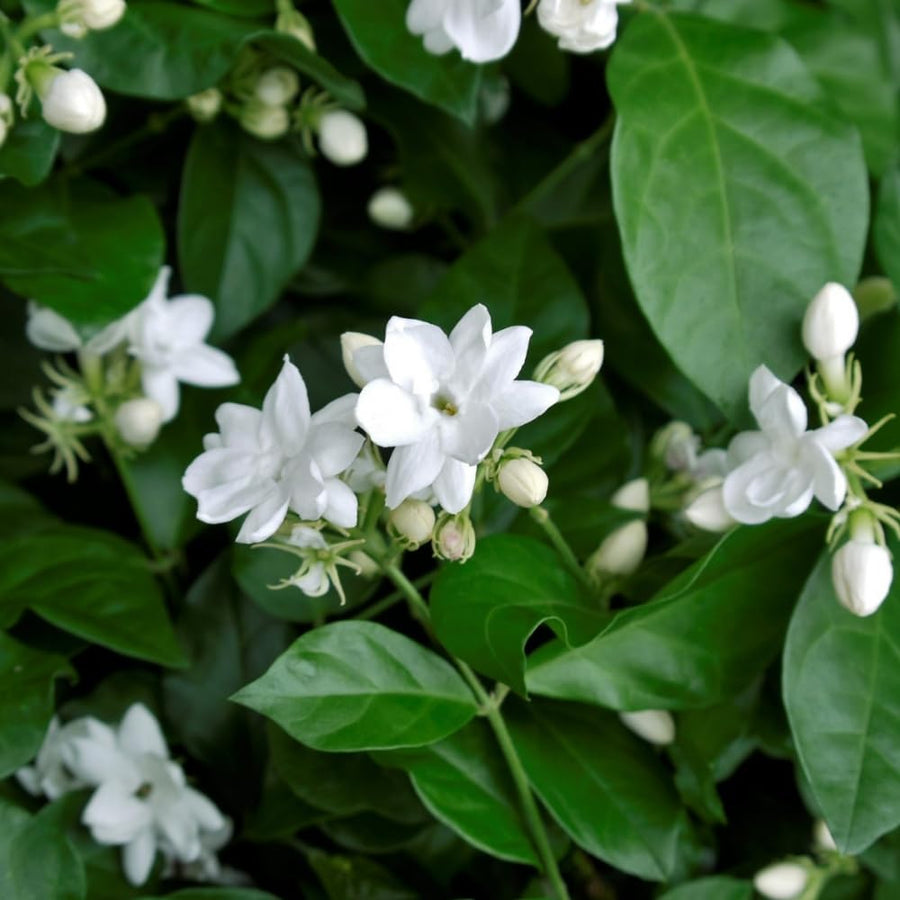 Jasmine Plant Live Indoor, Arabian Jasmine Flower Plant Pot, a Half Gallon Pot, 10 to 12 Inc Tall, White Flower