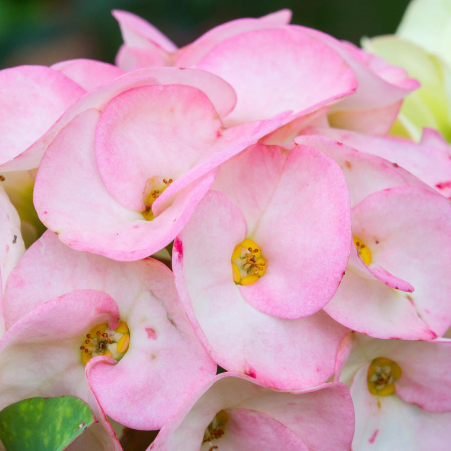 Crown of Thorns Plant, Euphorbia Milii Plant Live, Crown of Thorns Cactus Plant 4 to 7 Inches Height No Pot, Live Cactus Plant Indoor (Light Pink)