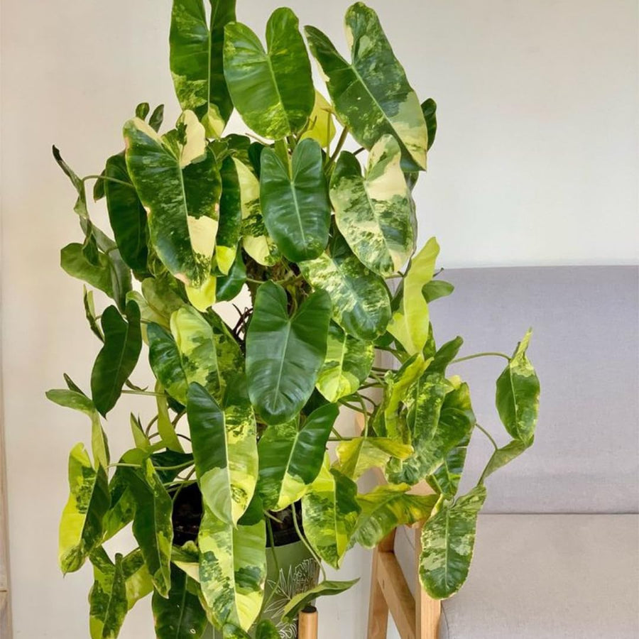 Set of 2 Live Variegated Green Philodendron Plants in 4 Inch Pots, Tropical Indoor Houseplants with Variegated Foliage, Ready to Grow