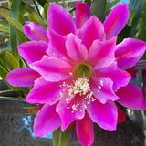 Epiphyllum Orchid Cactus Live Plant, 2 Plants Per Pot, Blooming Orchid Cactus for Indoor or Outdoor Growing (Pink Epiphyllum)