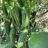 200 Jalapeno Pepper Seeds for Planting, Hot Pepper Seeds, Garden Vegetable Seed, Outdoor Growing