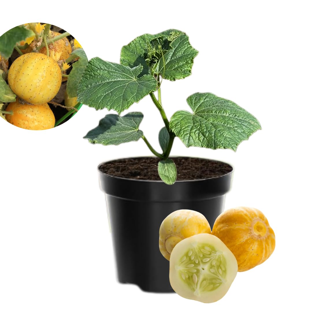 Lemon Cucumber Plants Live, 2 Plants Per Pots, Vegetable Plants, Cucumber Live Plants for Outdoor Planting, Live Cucumbers Plants