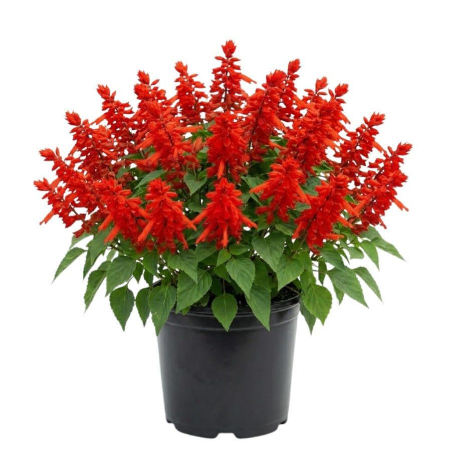 2 Salvia Plants, Red Salvia Live Plants, 4-6 Inches Tall, 4 Inches Pot, Long Blooming Red Flowers for Indoor Outdoor Growing