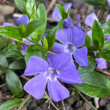 Set 24 of Periwinkle Plants Live, Vinca Plants Live, Vinca Ground Cover Vine Bare Roots from 6 Inc Tall