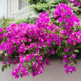 Set of 2 Trailing Bougainvillea Plants Live, Dark Purple Bougainvillea Flowering Vines, 5-10” Tall, Well-Rooted Bougainvillea