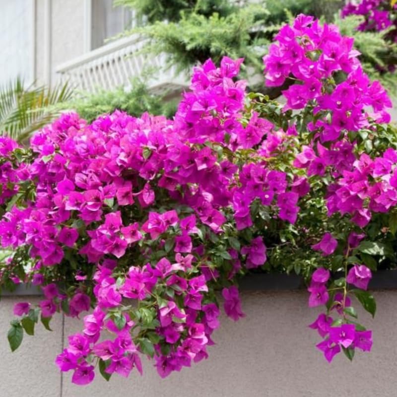 Set of 2 Trailing Bougainvillea Plants Live, Dark Purple Bougainvillea Flowering Vines, 5-10” Tall, Well-Rooted Bougainvillea