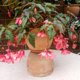 Angel Wing Begonia Live Plant, Polka Dot Begonia Maculata Plants, 4-7" Starter Indoor Outdoor Houseplant Décor, Air-Purifying and Easy Care, Bold Red Begonia with Striking Flowers