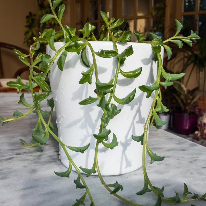 String of Dolphins Live Plant in 4 Inch Pot, Trailing String of Dolphins Plants Succulent in Pot, Succulents Plants Live Houseplant for Hanging Basket, Home Décor, Easy Care