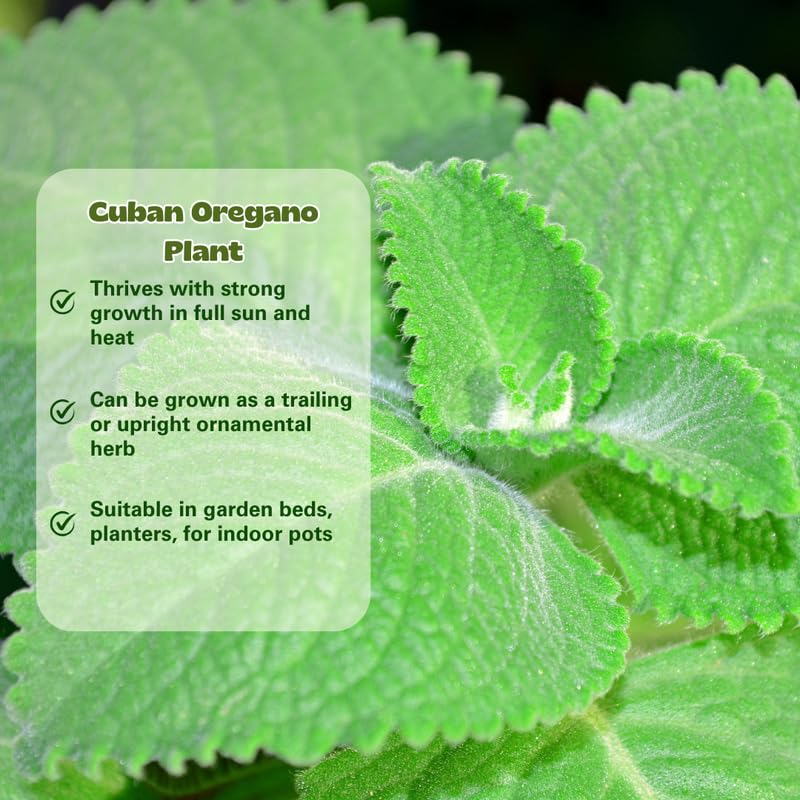 2 Live Cuban Oregano Plant, Oregano Plants Live, Spanish Thyme Vegetable Plants, 3-5 Inch Tall for Outdoor or Indoor Garden