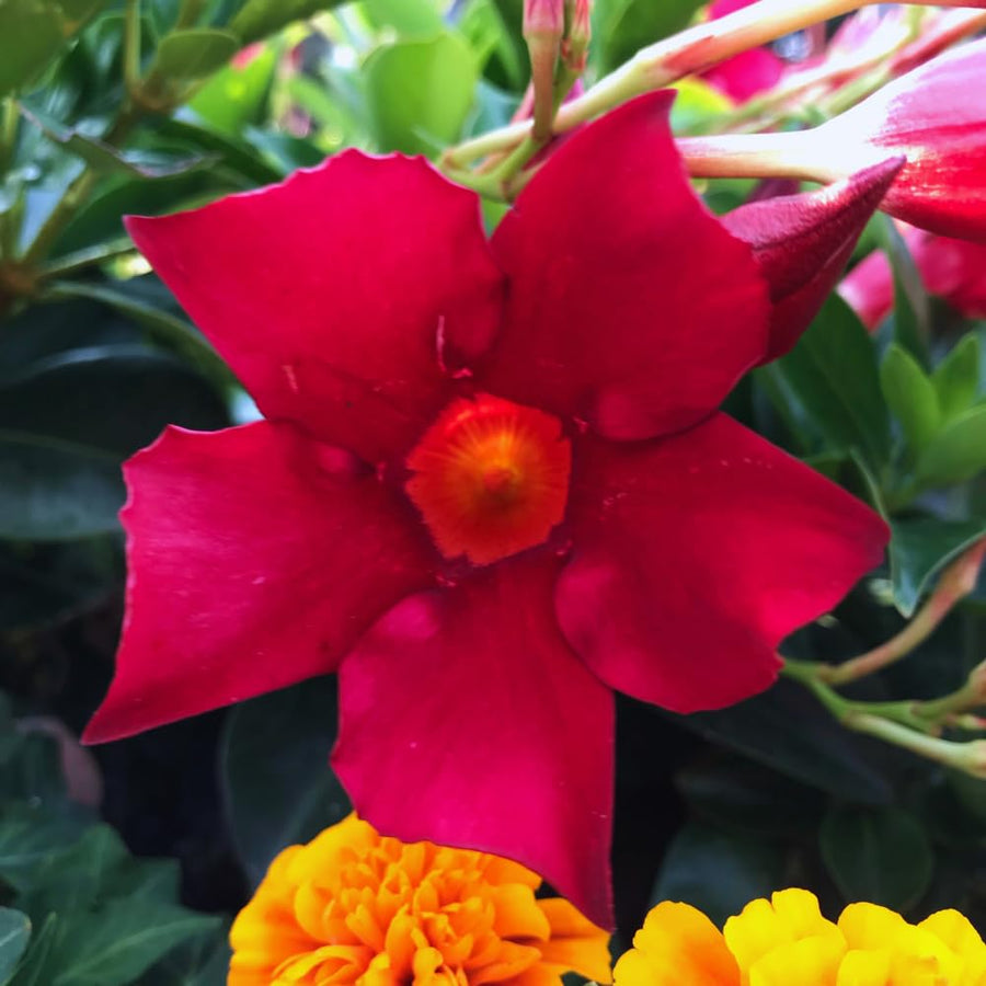 2 Mandevilla Plants Live, 10 to 17 Inc Tall, Red Mandevilla Vine Live Plant, Live Mandevilla Plants, Mandevilla Plant Seedlings, 2 Plants