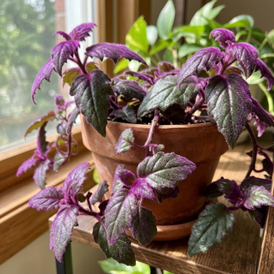 Gynura Purple Velvet Plant Live 4-6 Inches Tall, Purple Passion Plant, Velvet Leaf Houseplant in 4 Inch Pot for Growing