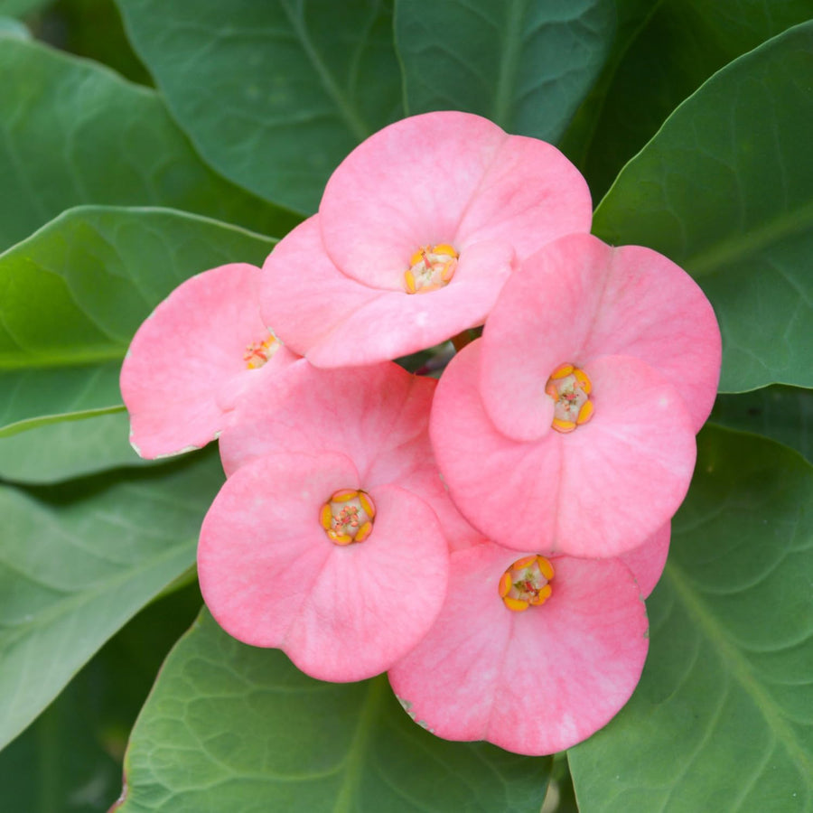 Crown of Thorns Plant, Euphorbia Milii Plant Live, Crown of Thorns Cactus Plant 4 to 7 Inches Height No Pot, Live Cactus Plant Indoor (Light Pink)