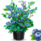 Ready Bear Fruit Blueberry Bushes Live Plant, 2-2.5 Ft Tall, Edible Fruit Bearing Sweet Blueberry Fruit Trees for Outdoor Indoor Planting