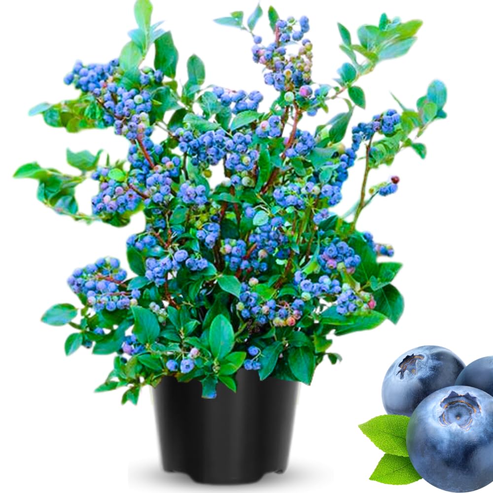 Ready Bear Fruit Blueberry Bushes Live Plant, 2-2.5 Ft Tall, Edible Fruit Bearing Sweet Blueberry Fruit Trees for Outdoor Indoor Planting