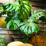 Philodendron Plant Live, Rare Tropical Variegated Live Indoor Houseplant for Home Office, 5-8" Tall, No Pot (Green Philodendron Plant)