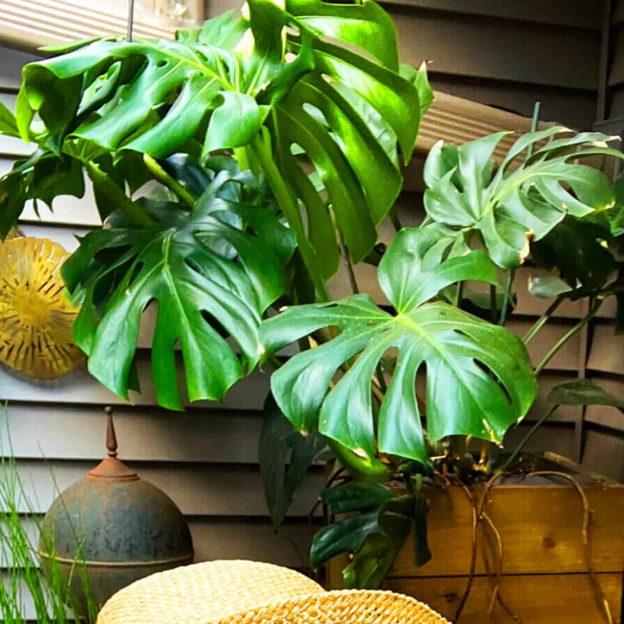 Philodendron Plant Live, Rare Tropical Variegated Live Indoor Houseplant for Home Office, 5-8" Tall, No Pot (Green Philodendron Plant)