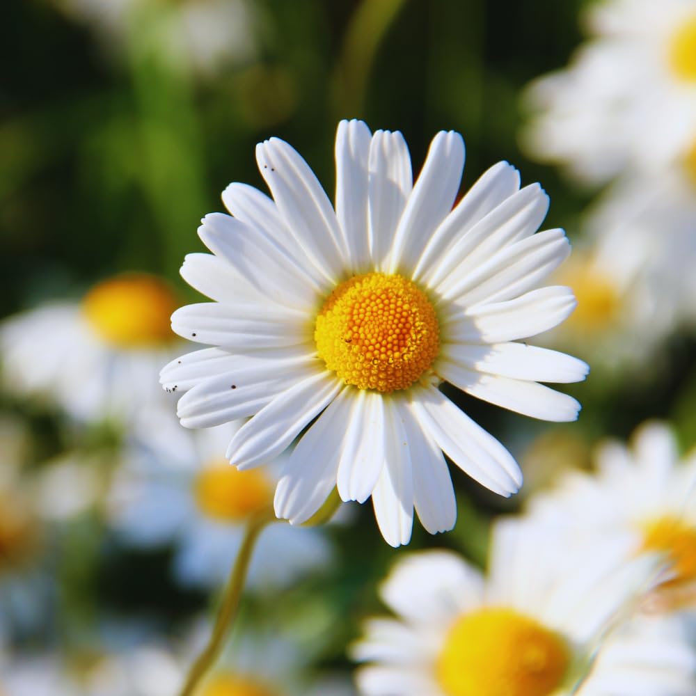 3 Daisy Perennials Live Plants Outdoor, 5 to 7 Inc in Height Starter Plants, White Daisy Plants Live for Growing Indoor Outdoor