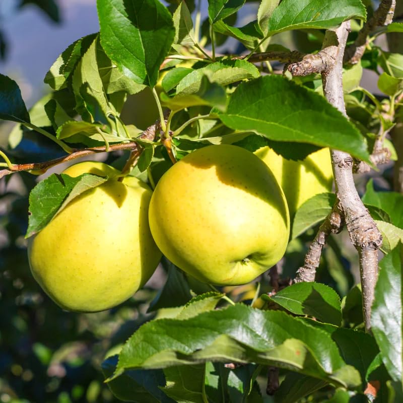 2 Yellow Delicious Apple Trees Live Plant, Apple Plant Live for Planting, 2 Feet Tall, Bareroots, Apple Tree Plant, Apple Fruit Tree