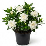 Gardenia Live Plant in 3.5 Inch Pot, 5-7 Inch Tall - Fragrant Blooming Gardenia Bush for Indoor Outdoor Patio Garden, Jasmine Flower Plants