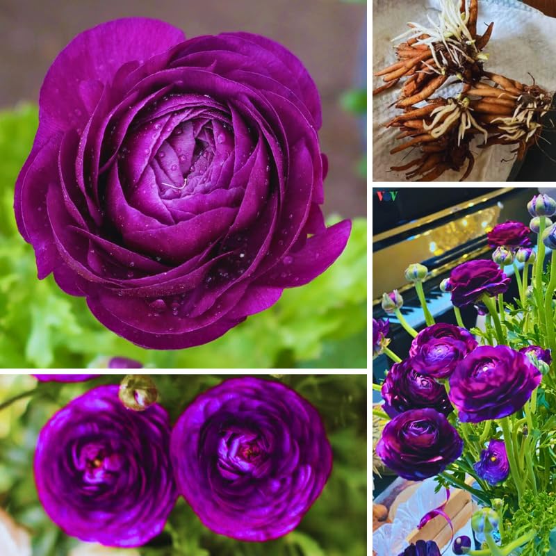 25 Purple Large Ranunculus Bulbs for Planting, Ranunculus Corms, Buttercup Flower Bulbs Spring Fall Growing