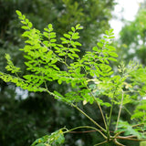 Moringa Seeds, 20 Count, Moringa Oleifera Plant Seeds, Fast Growing Herbal Plant, Seeds for Home Garden Outdoor