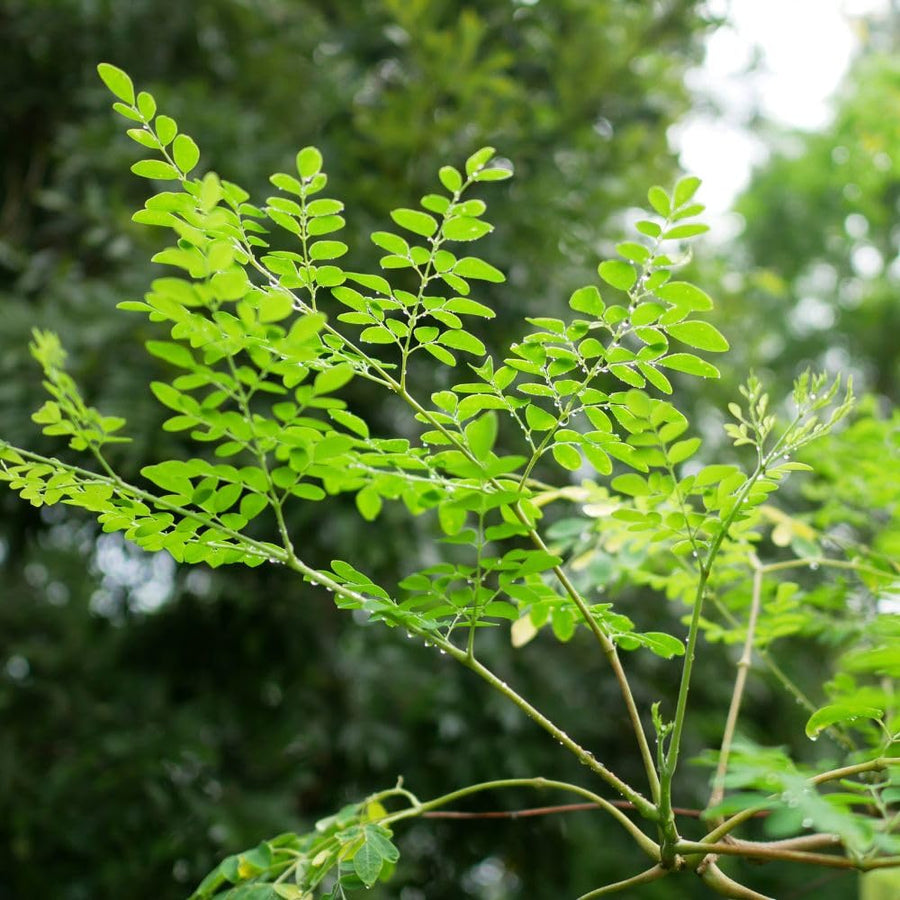 Moringa Seeds, 20 Count, Moringa Oleifera Plant Seeds, Fast Growing Herbal Plant, Seeds for Home Garden Outdoor