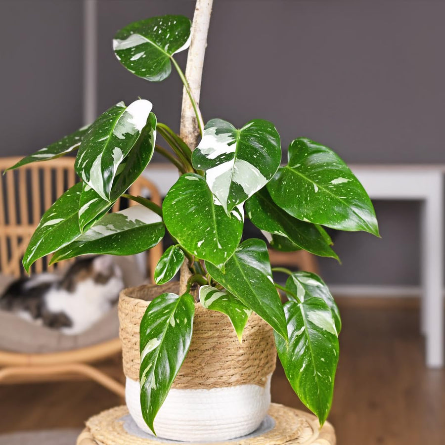 Set of 2 Live White Green Philodendron Plants in 4 Inch Pots, Tropical Indoor Houseplants with Variegated Foliage, Ready to Grow
