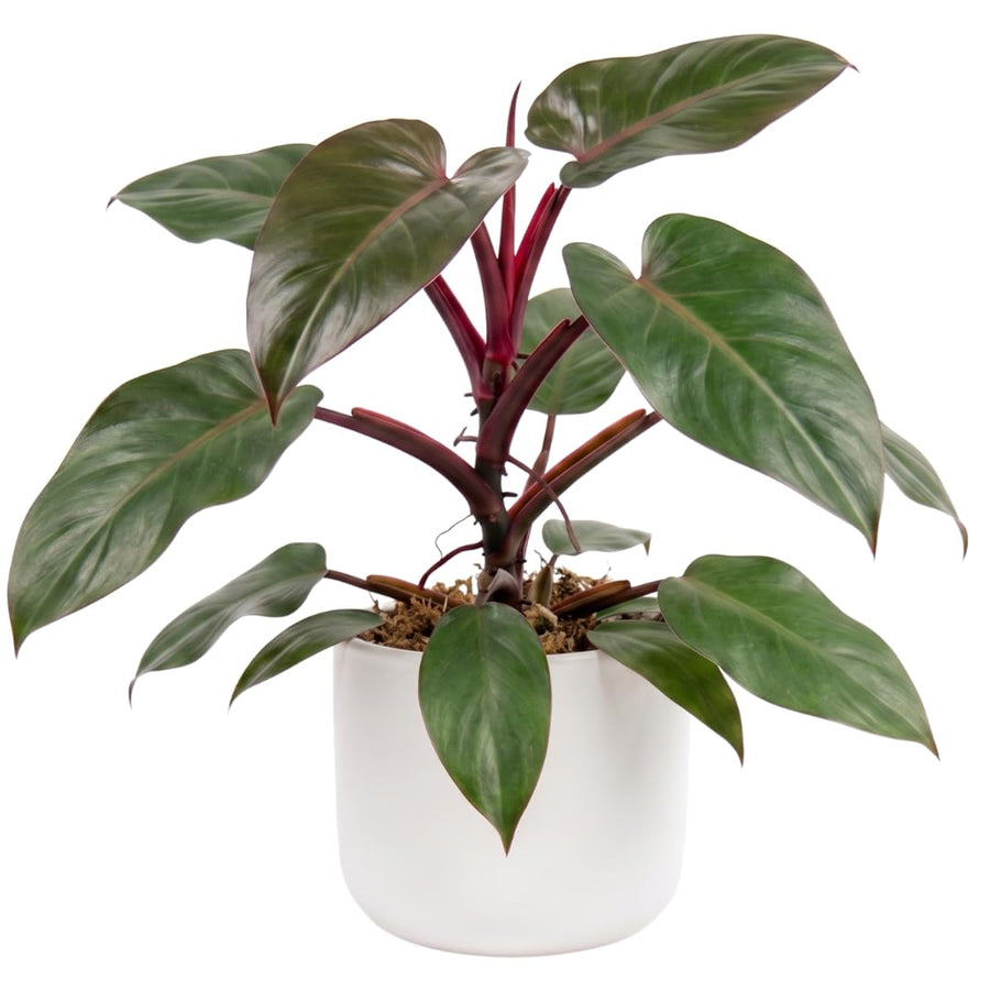 Set of 2 Live Red Green Philodendron Plants in 4 Inch Pots, Tropical Indoor Houseplants with Variegated Foliage, Ready to Grow