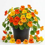 Nasturtium Plants Live in 4 Inch Pot, 2 Plants per Pot, Trailing Nasturtium Flowers, Flower Vine Plants for Gardens, 4-6 Inch Tall