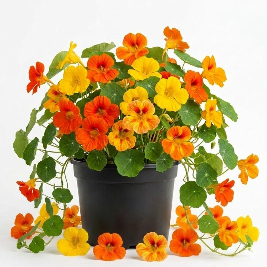 Nasturtium Plants Live in 4 Inch Pot, 2 Plants per Pot, Trailing Nasturtium Flowers, Flower Vine Plants for Gardens, 4-6 Inch Tall