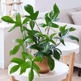 2 Beauty Philodendron Live Plant 5-9" Tall, Rare Tropical Indoor Houseplant Home Garden