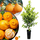 Ugli Tangelo Tree Live Plant, 3 Feet Tall Grafted Citrus Tree, Sweet Citrus Fruit Tree for Outdoor Planting, Orange Tree