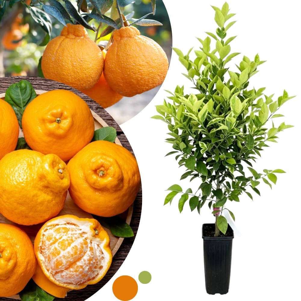 Ugli Tangelo Tree Live Plant, 3 Feet Tall Grafted Citrus Tree, Sweet Citrus Fruit Tree for Outdoor Planting, Orange Tree