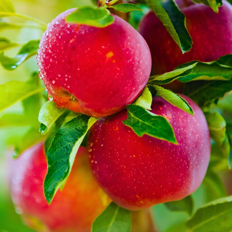 1 Gala Apple Tree Live Plant 2-3 Feet Tall, Bareroot Dormant, Deep Red Apple Plant Live for Planting, Apple Tree Plant, Apple Fruit Tree