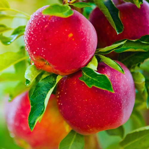 1 Gala Apple Tree Live Plant 2-3 Feet Tall, Bareroot Dormant, Deep Red Apple Plant Live for Planting, Apple Tree Plant, Apple Fruit Tree