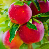 Winesap Apple Tree Live Plant, Deep Red Apple Plant Live for Planting 2-3 Feet Tall, Gallon Pot, Live Apple Tree Plant, Apple Fruit Tree Ready to Grow Your Garden