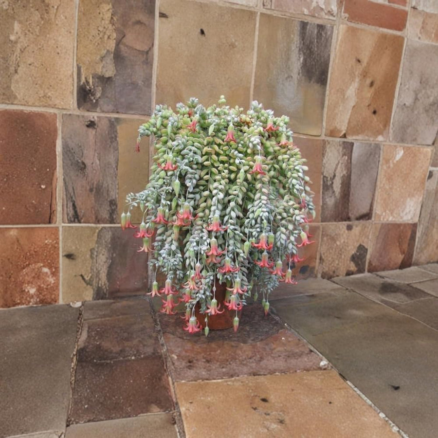 Cotyledon Pendens Succulent Plant, Trailing Succulent Houseplant Well Rooted 2'' Pot, Easy Care Indoor Plant