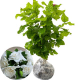 2 Cape Jasmine Plants Live, 5 to 6 Inc Long, Gardenia Plant Live, Frost Proof Gardenia Plant Well Rooted, Zone 6 to 11