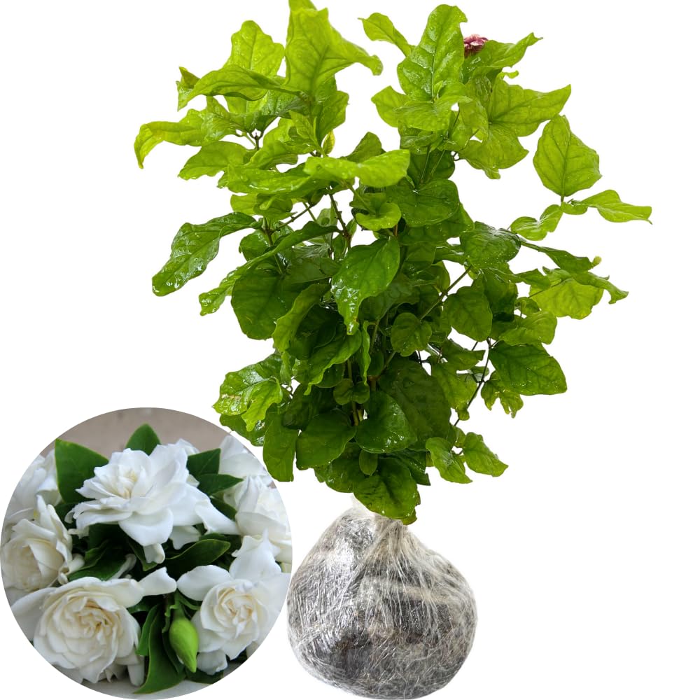 2 Cape Jasmine Plants Live, 5 to 6 Inc Long, Gardenia Plant Live, Frost Proof Gardenia Plant Well Rooted, Zone 6 to 11
