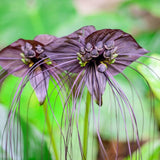 Bat Orchird Tacca Chantrieri Houseplant, Black Bat Flower Live Plant, Indoor Outdoor 5-9 Inches Tall