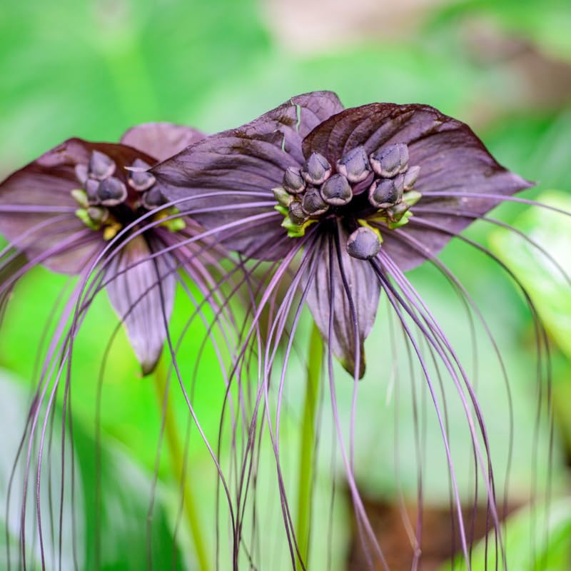 Bat Orchird Tacca Chantrieri Houseplant, Black Bat Flower Live Plant, Indoor Outdoor 5-9 Inches Tall