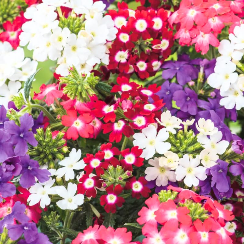 4 Mixed Verbena Plants Live, 5-9" Tall Hardy Perennial Flower Plants, Well-Rooted for Outdoor Planting