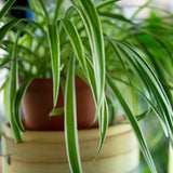 Spider Plant Live, Curly Spider Houseplant, 4-7 Inches Tall, for Indoor or Outdoor Growing