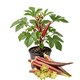 2 Red Okra Plants Live for Planting, Vegetable Plant, 4-8 Inches Tall, High Yield Garden Okra for Beds, Containers, Patio