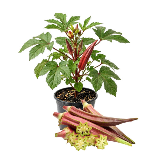 2 Red Okra Plants Live for Planting, Vegetable Plant, 4-8 Inches Tall, High Yield Garden Okra for Beds, Containers, Patio