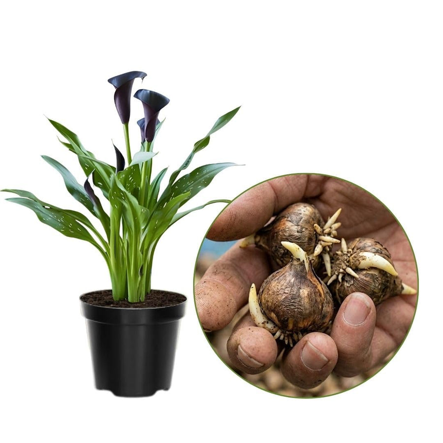 Set of 3 Black Calla Lily Bulbs for Planting, Ornamental Flower Bulbs for Garden Beds, Patio Pots, Flower Bulbs for Growing
