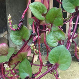 50+ Red Malabar Spinach Seeds, Ceylon Spinach Seeds, Vegetable Garden Seed for Outdoor Planting and Home Gardening