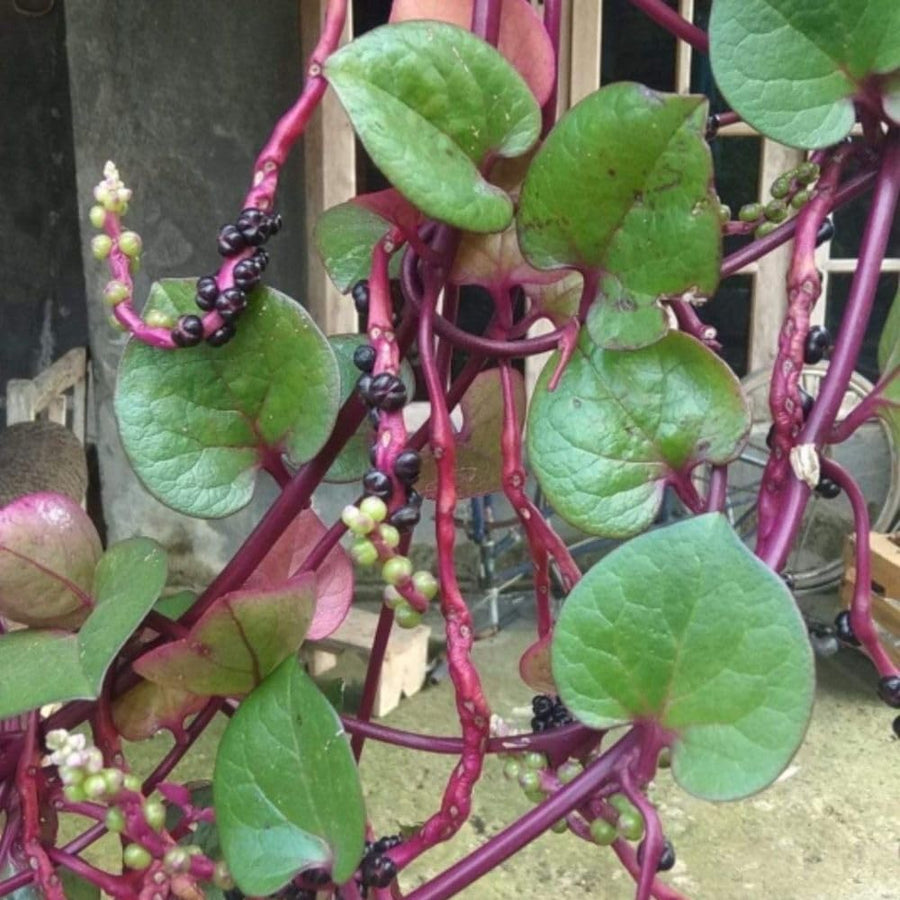 50+ Red Malabar Spinach Seeds, Ceylon Spinach Seeds, Vegetable Garden Seed for Outdoor Planting and Home Gardening