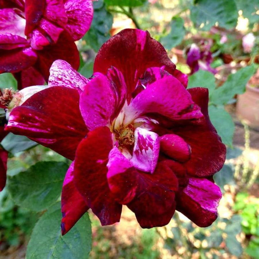 Rare Climbing Rose Bushes Ready to Plant, Well-Rooted, Hardy Roses Tree 5 to 10 Inc Tall, Fragrant, Outdoor Planting (Deep Purple-Red Stripes)